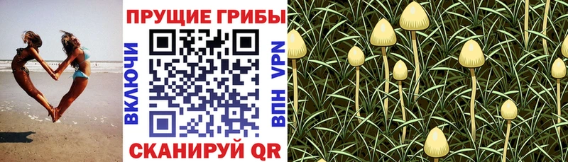 Псилоцибиновые грибы MAGIC MUSHROOMS  Бирюсинск 